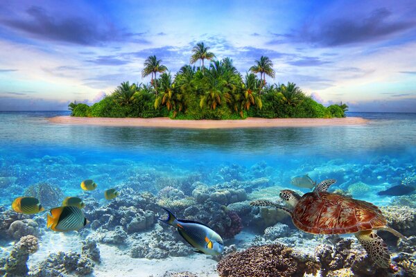 Île dans l océan avec de beaux poissons et tortues