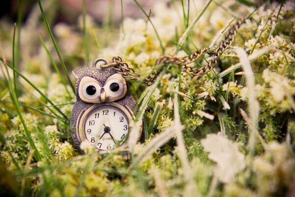 Owl-shaped clock on juicy and green grass