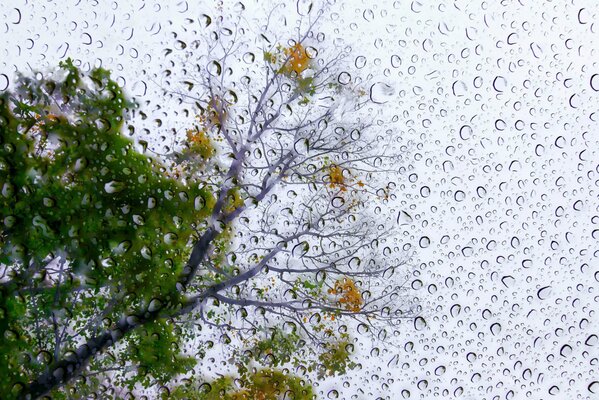 Poetic rain on the background of trees