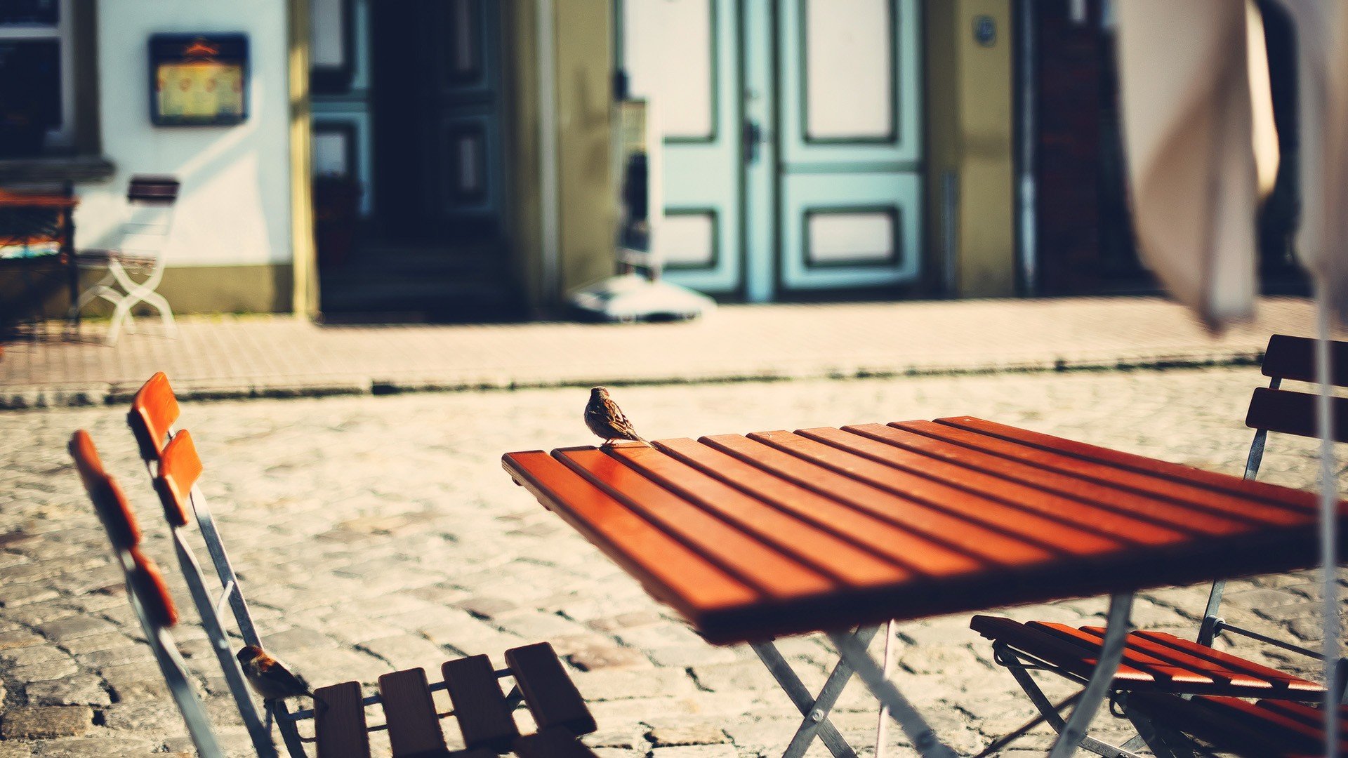 rue table moineau oiseau gros plan