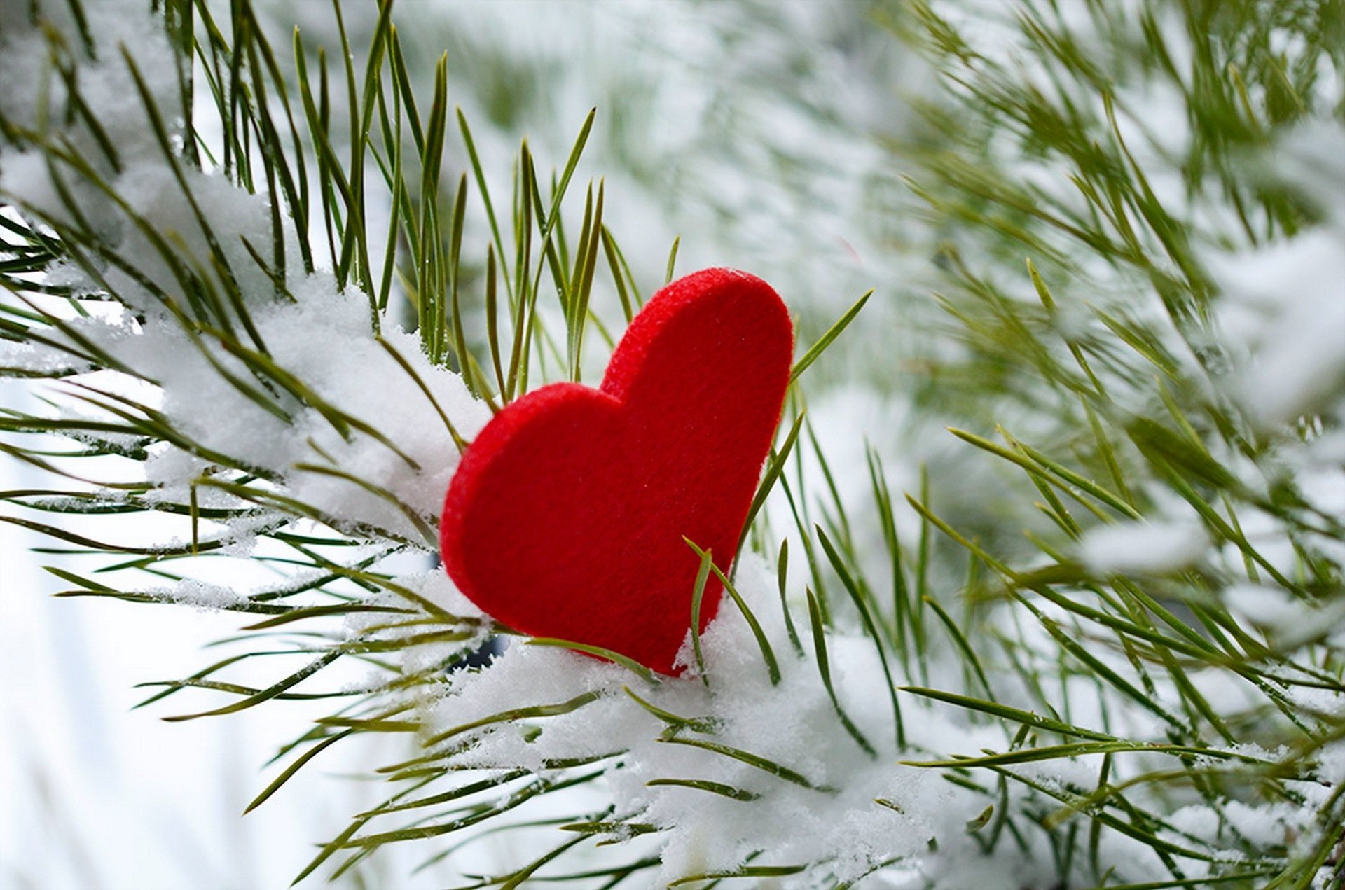 inverno neve amore ti amo inverno cuore albero