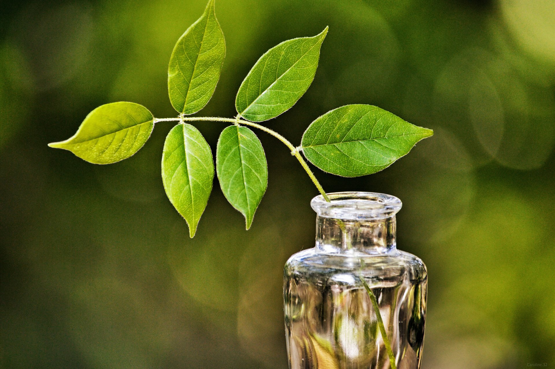 vase glas zweig blätter grün blendung