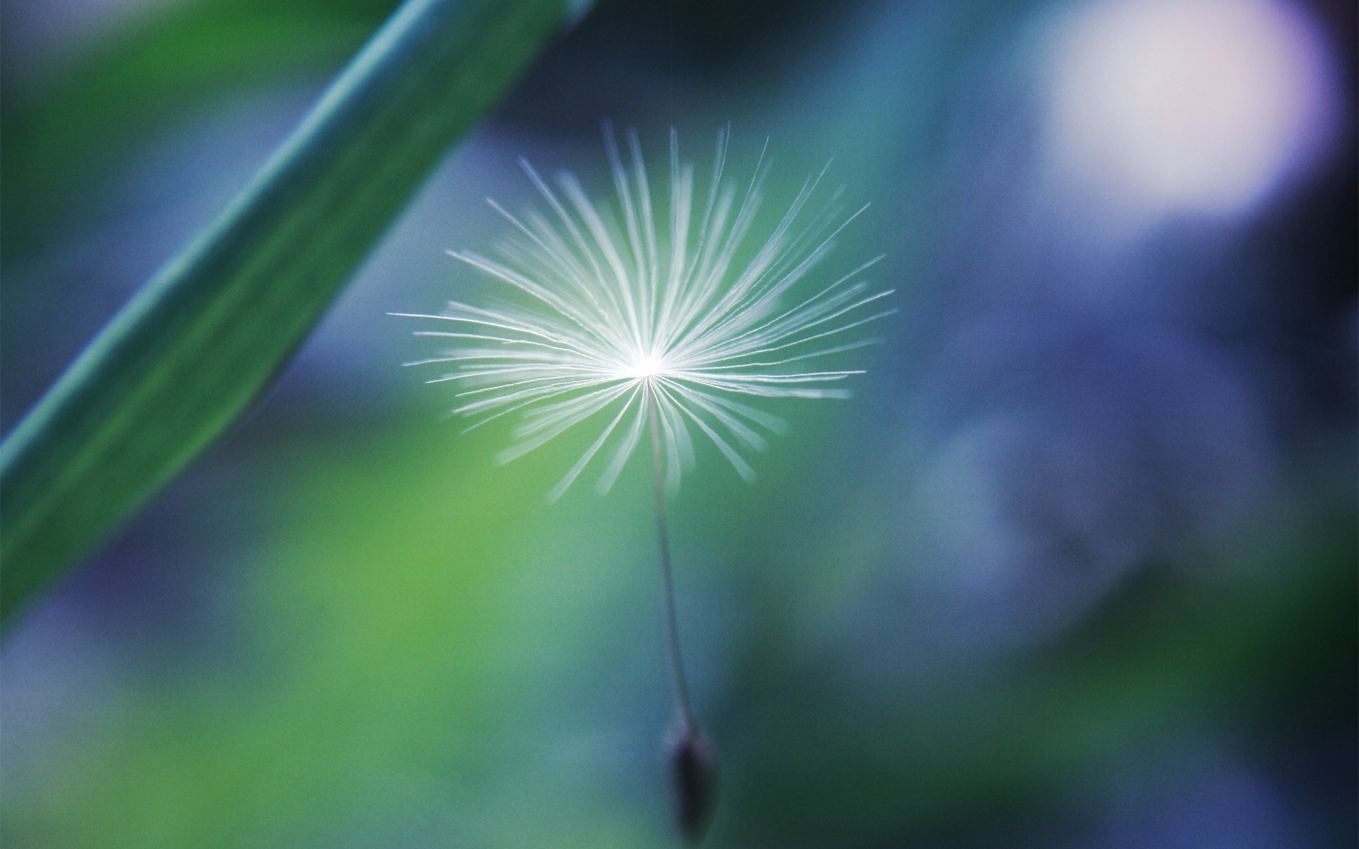 paracaídas diente de león semillas truco de magia naturaleza hierba