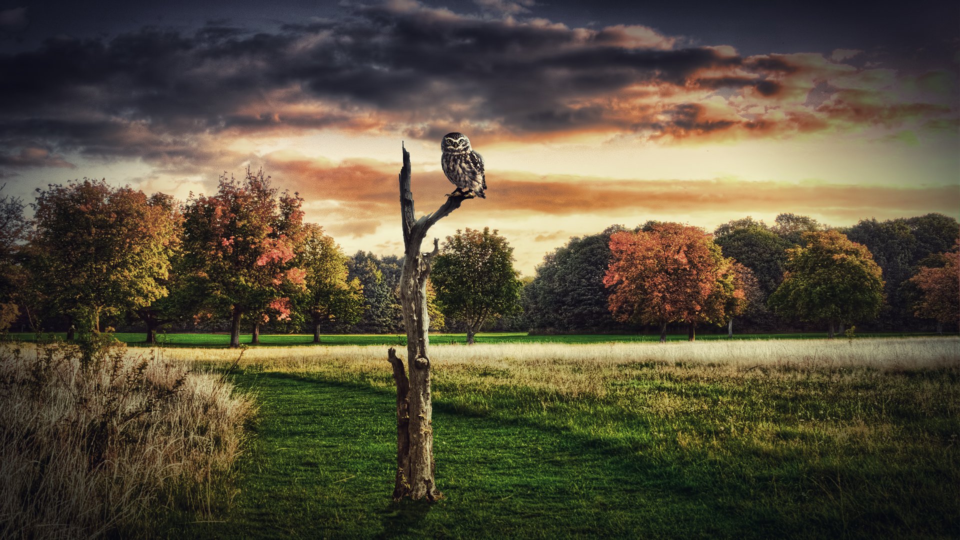 collage tree dry owl poultry