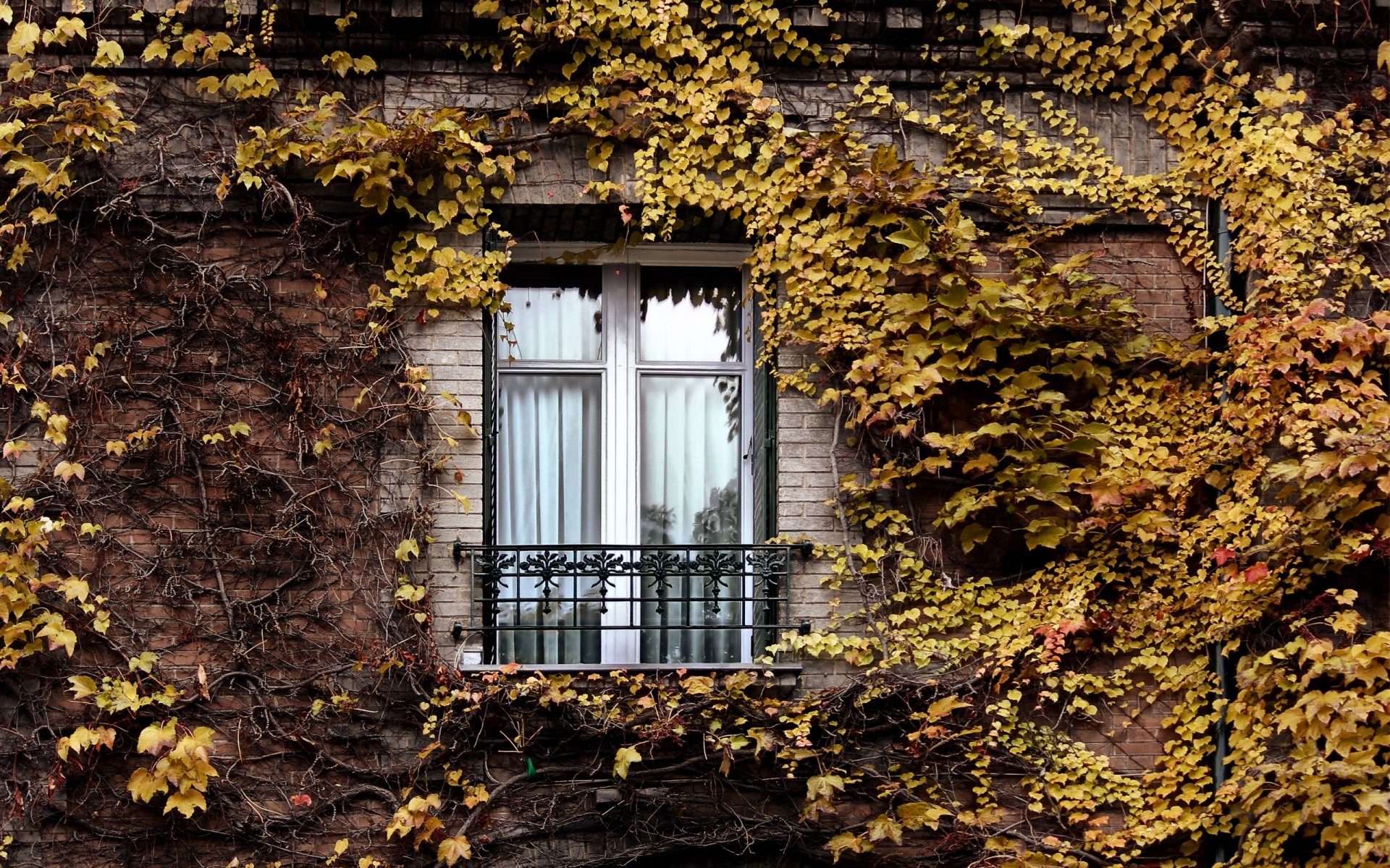 fenêtre lierre automne paris