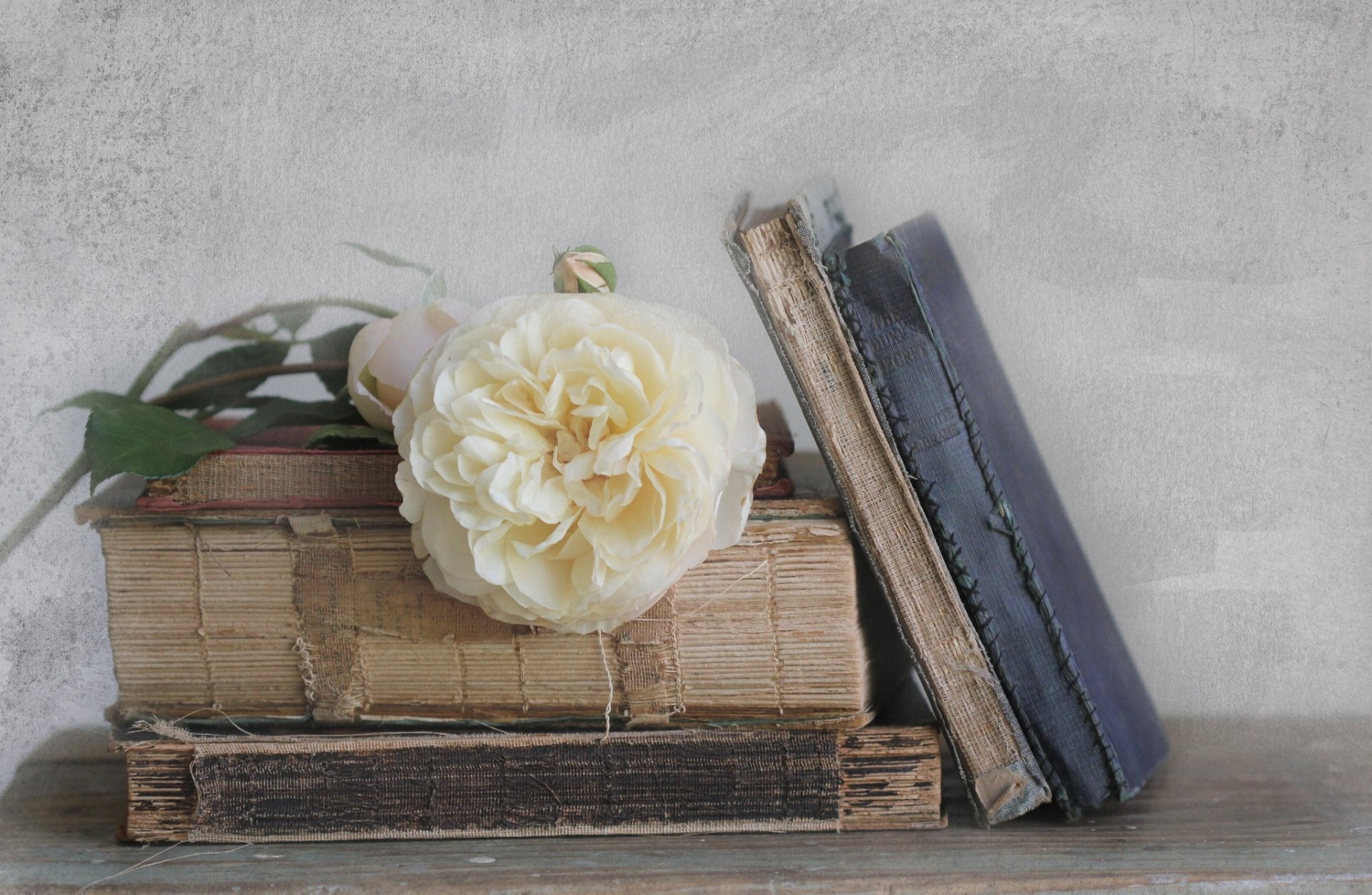 rosa blanco libros viejo