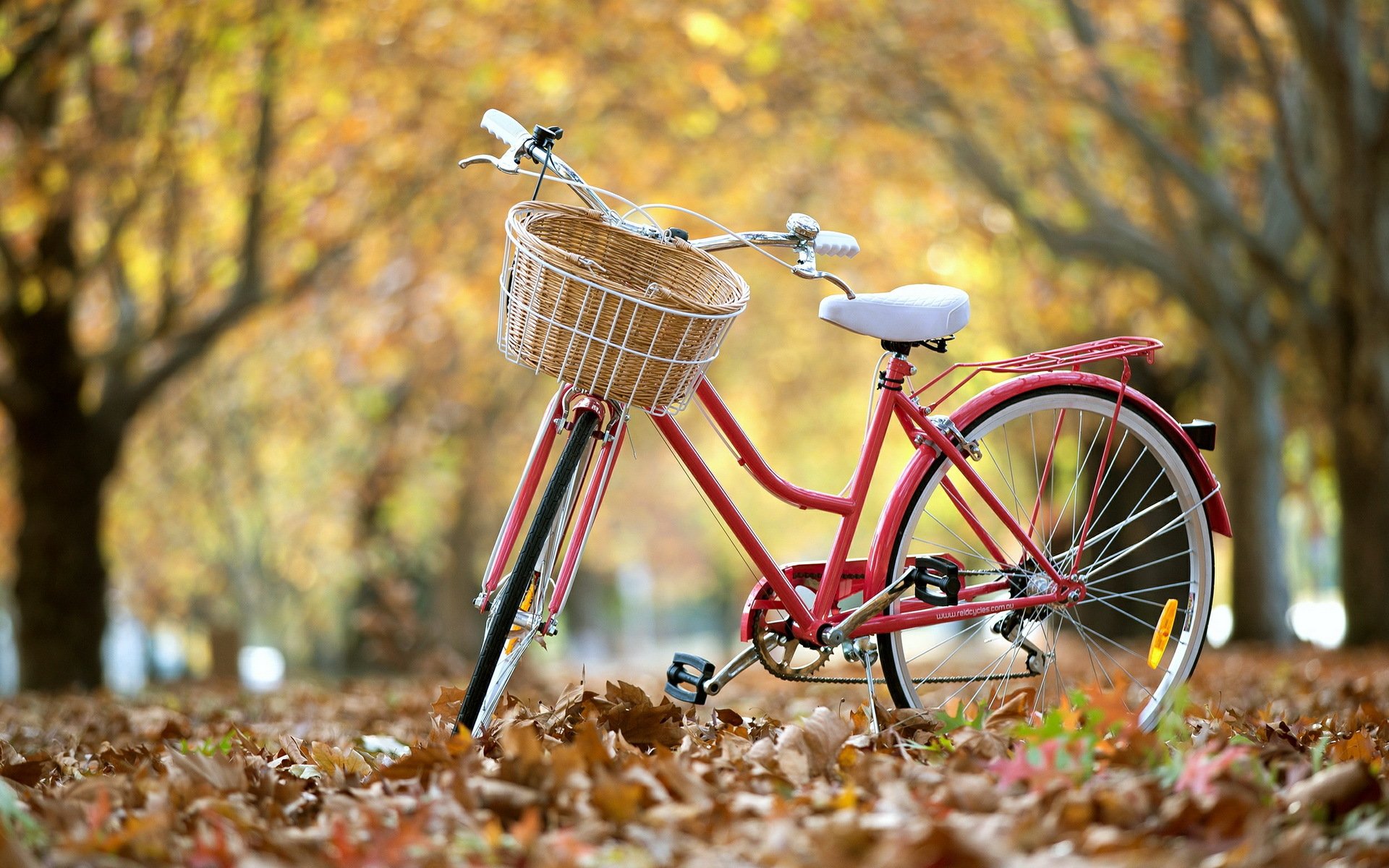 rue vélo feuilles