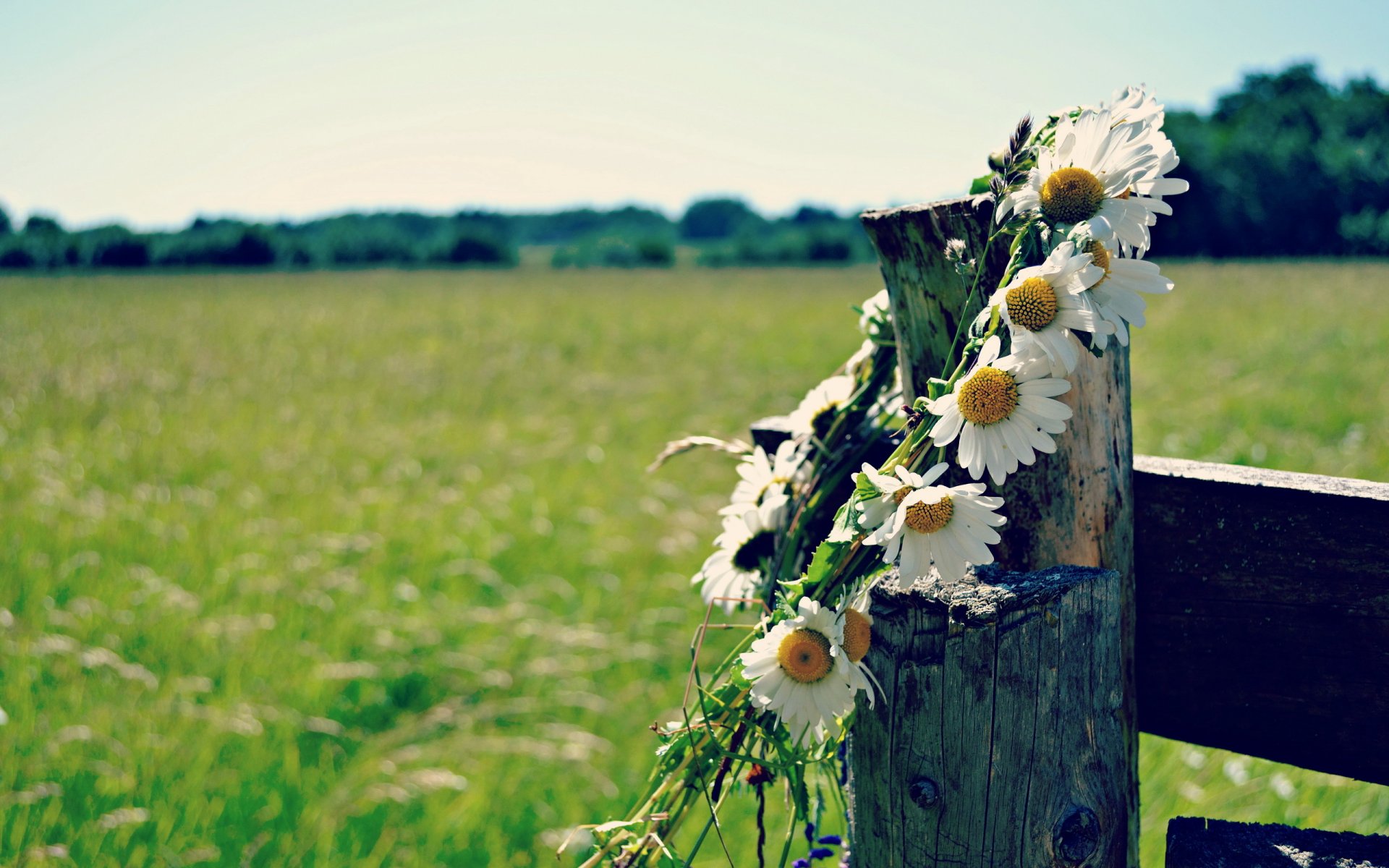 kranz gänseblümchen sommer zaun