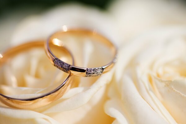 Anillos de boda sobre fondo blanco