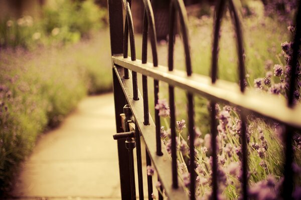 Lavender bushes path black fence