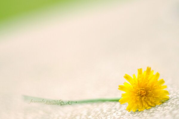 Fiore giallo su sfondo bianco