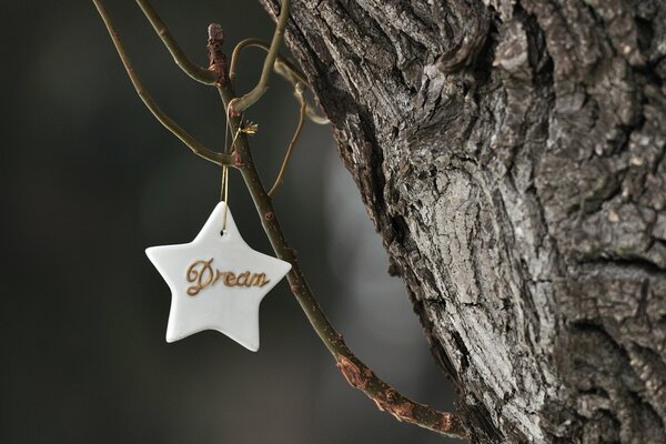 Photo of a white star on a branch