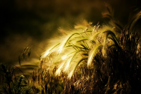 Rye ears on the field are golden