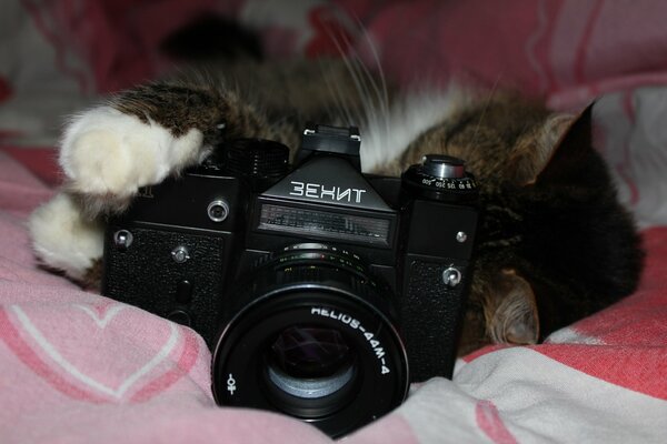 Фотоаппарат зенит в кошачьих лапах