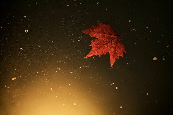 Feuille d automne nage solitaire dans l eau