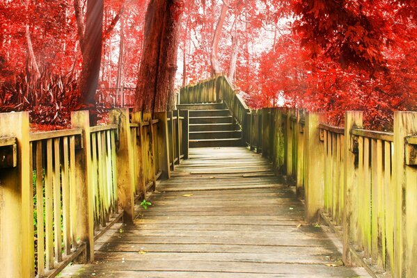 Wooden path among red trees