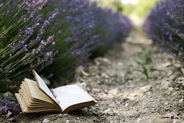 An open book on a lavender field