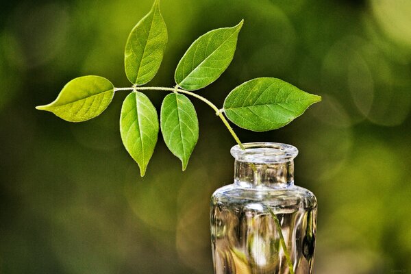 Branche verte dans un vase en verre