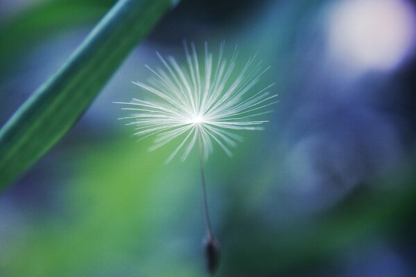 Löwenzahn Fallschirm Blume im Fokus