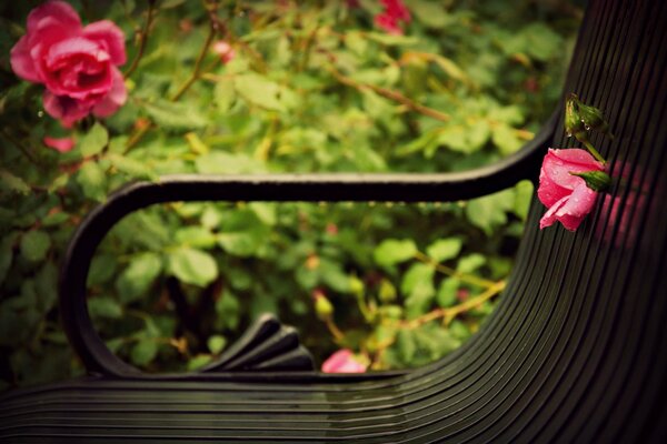 Banc sur fond de buissons avec des fleurs