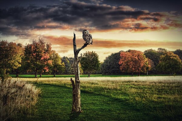 Eule, die auf einem trockenen Baum sitzt