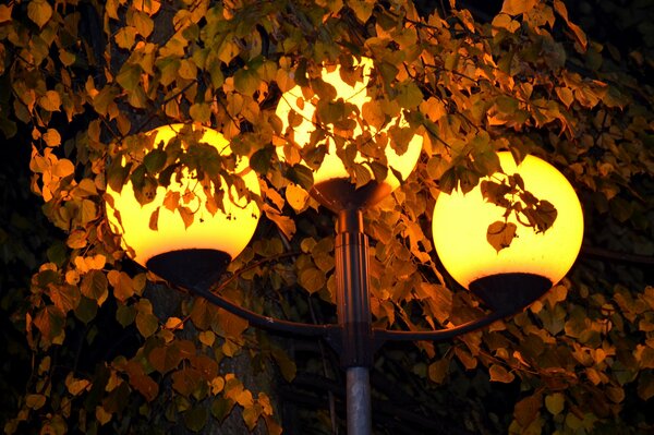 Lanterns in the night park close-up