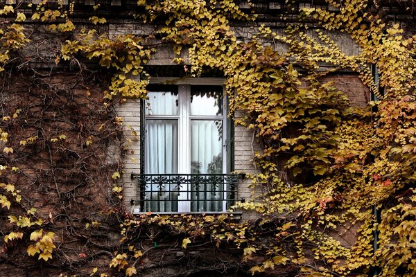 Fenêtre avec lierre d automne à Paris