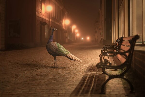 Pingüino solitario en la calle junto al banco