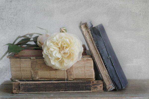 En los viejos libros hay una flor blanca