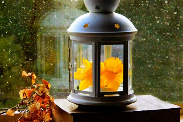 Narcissus and a lantern. Autumn mood