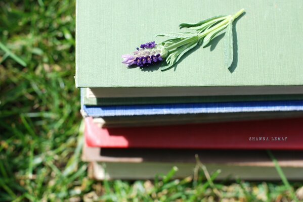 Stos książek na trawie z kwiatem na górze