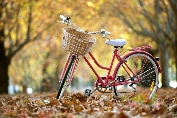 Bicycle with a basket on a background of yellow leaves