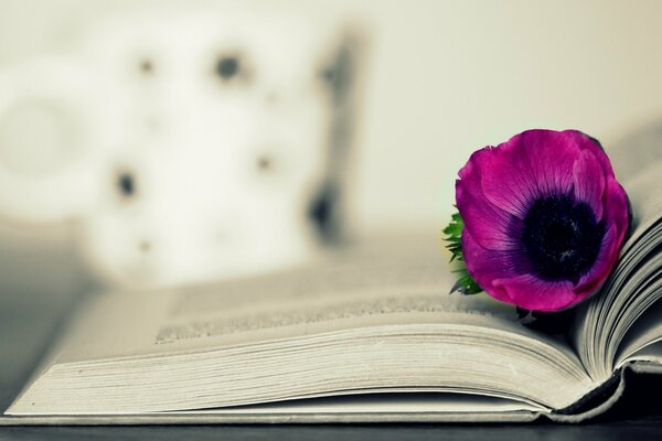 An open book with an anemone on a blurry background