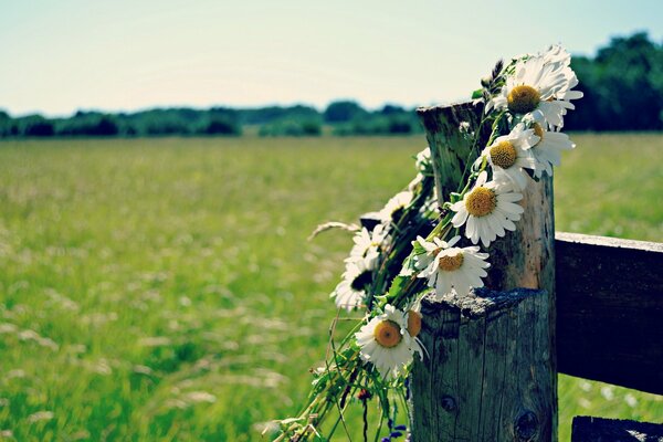 Sur la clairière d été, sur la clôture pèse une Couronne de marguerites