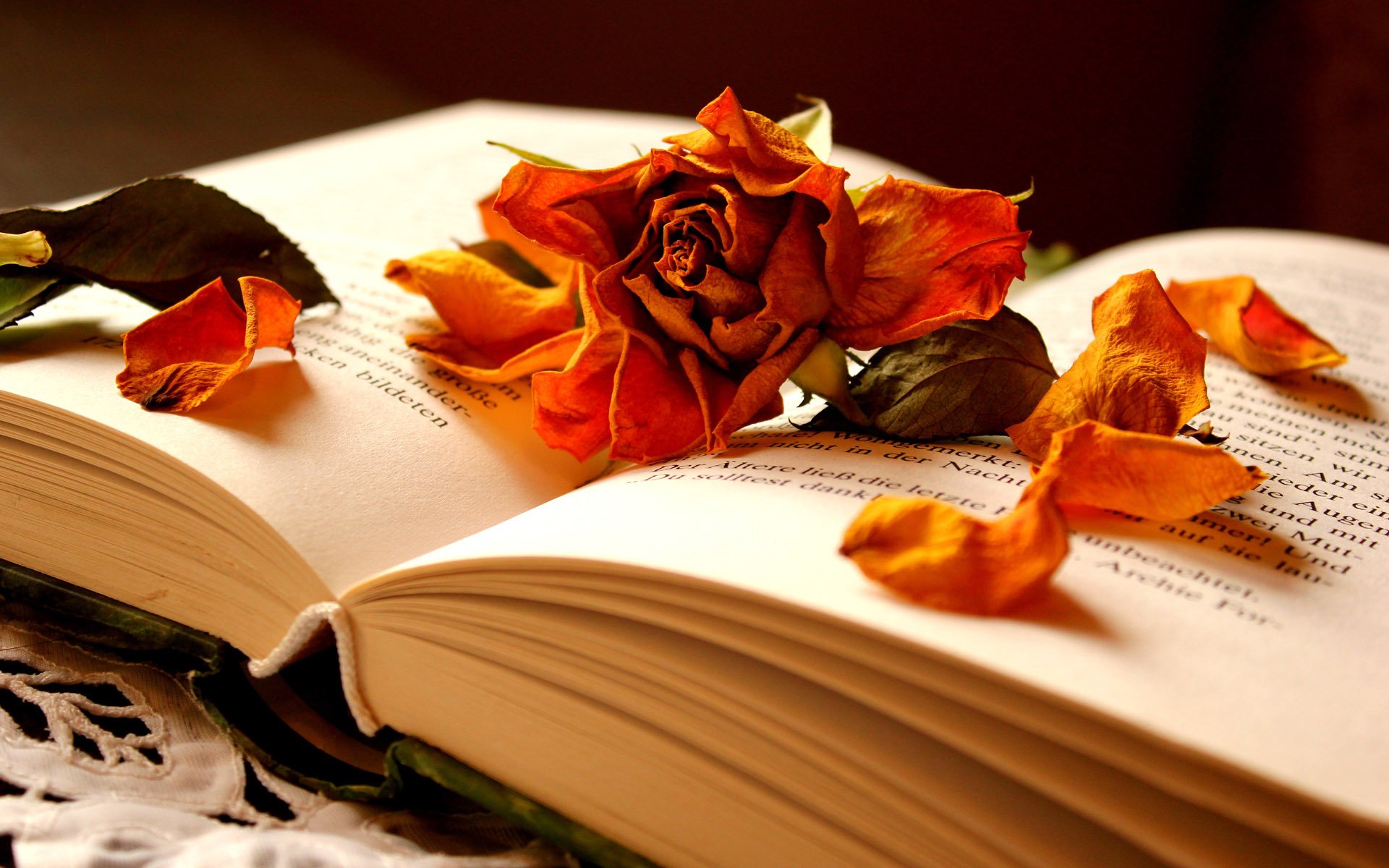 book flower rose dry petal