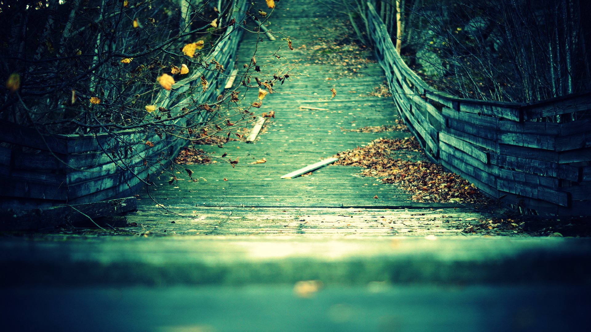 pont planches feuilles jaune automne branches