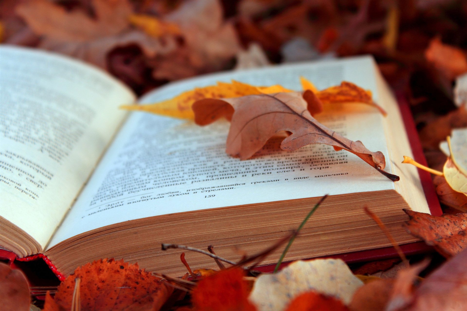 buch text blätter herbst laub seiten