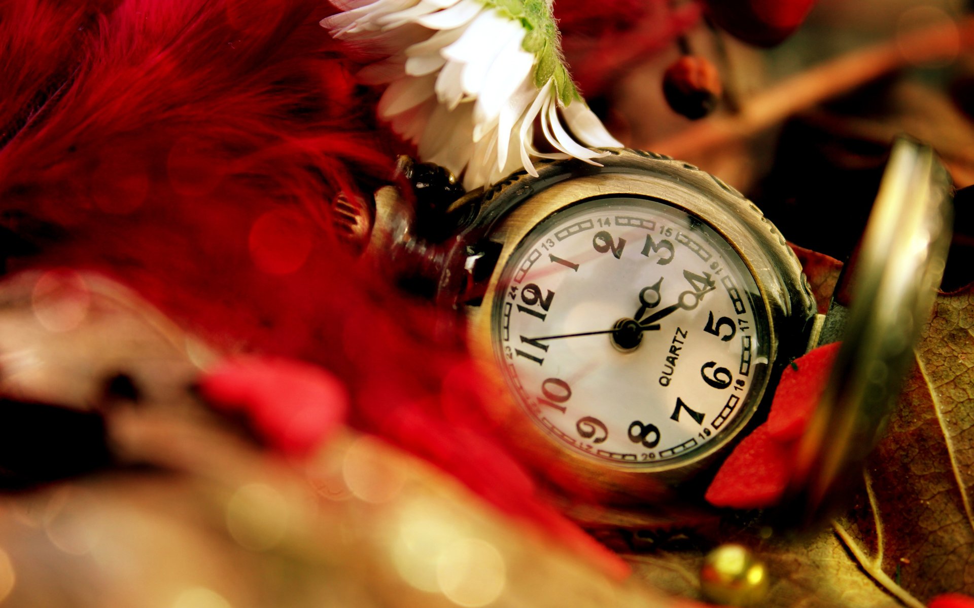 watches pocket leaves feathers red daisy flower