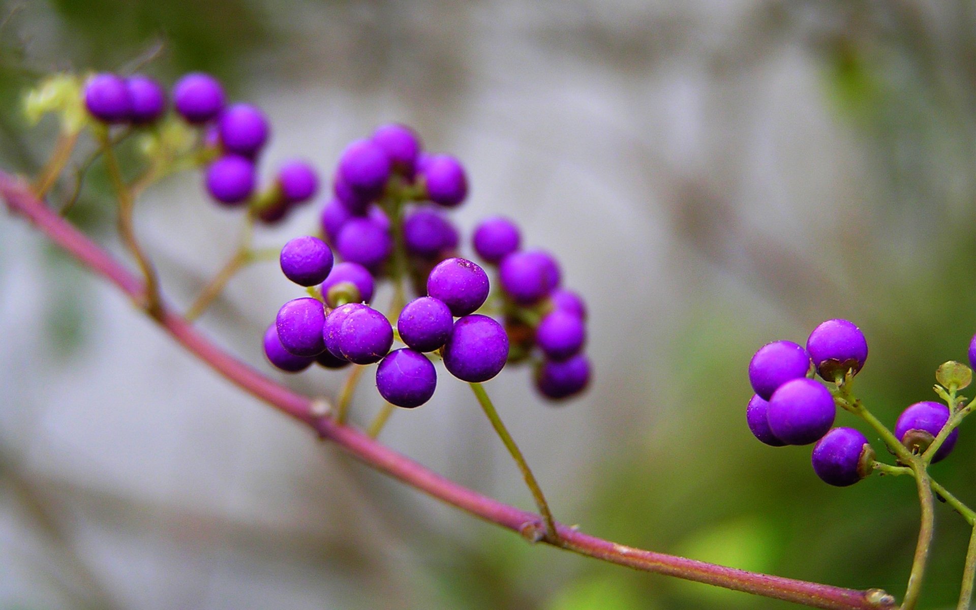 branche nature baies violet belle plante callicarpa