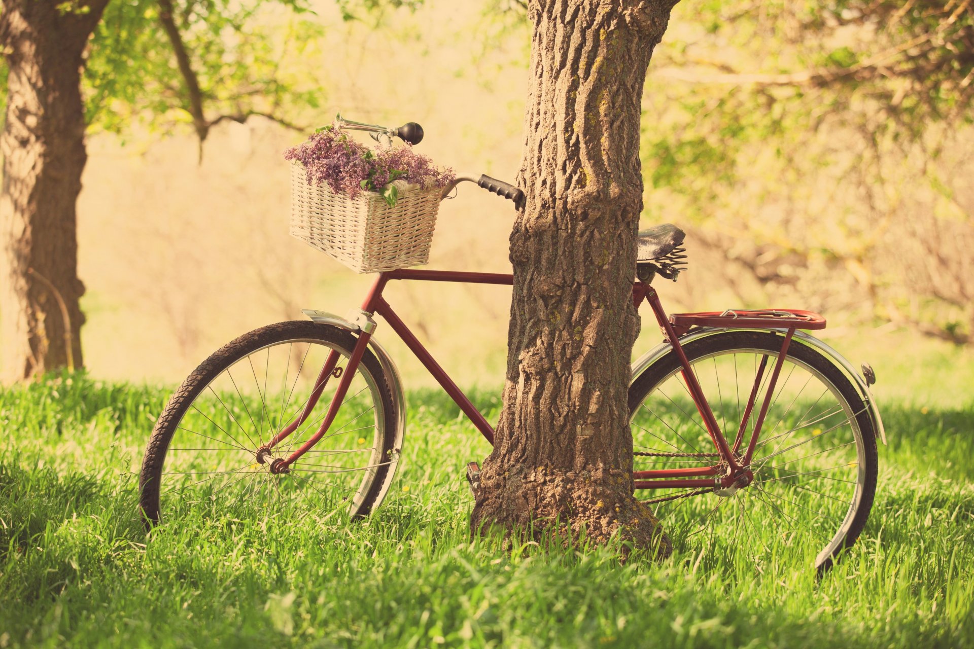 humeur vélo roue panier panier fleurs fleurs violet nature herbe verdure arbre arbres feuilles fond d écran widescreen plein écran widescreen