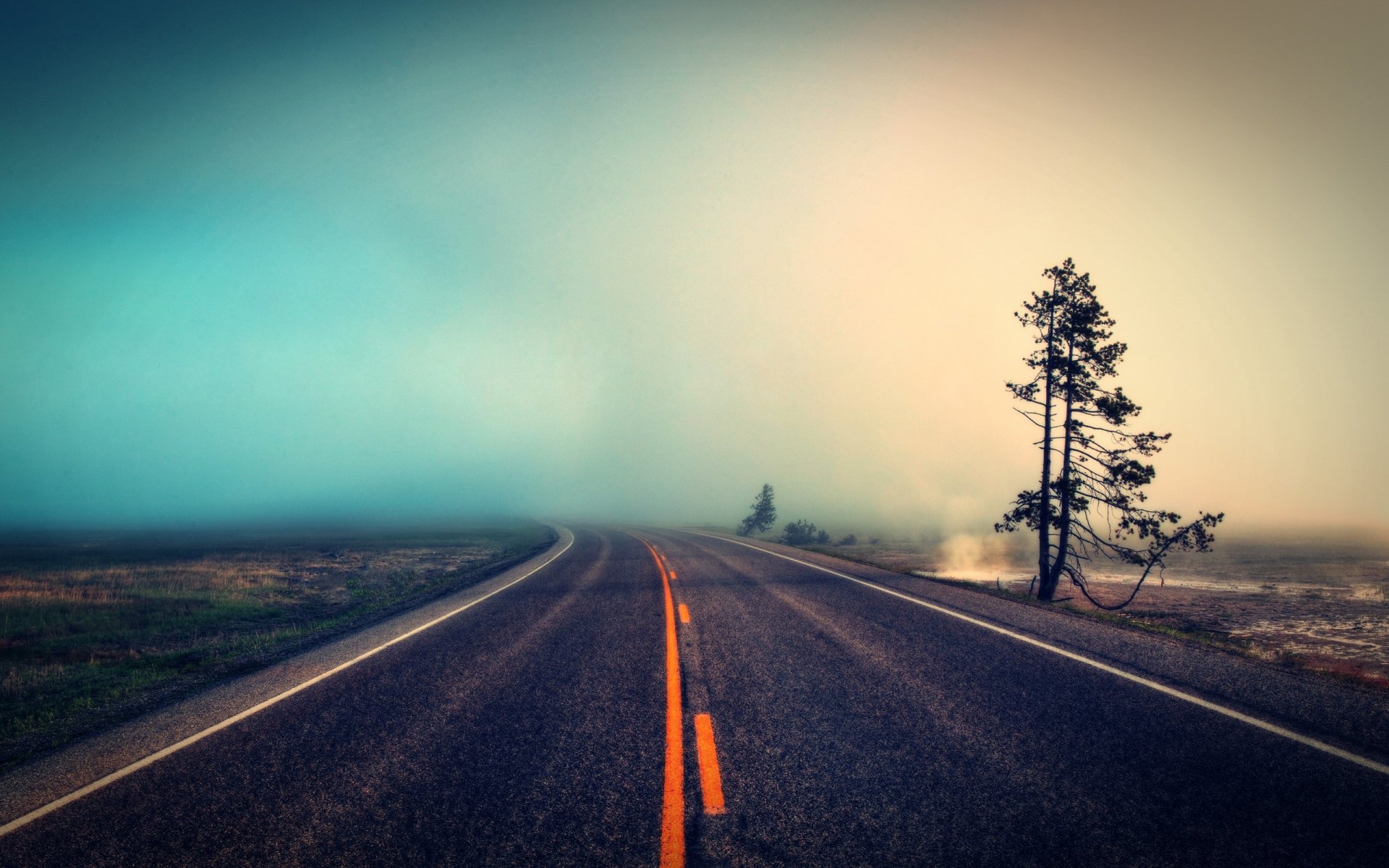 route brouillard arbre nature