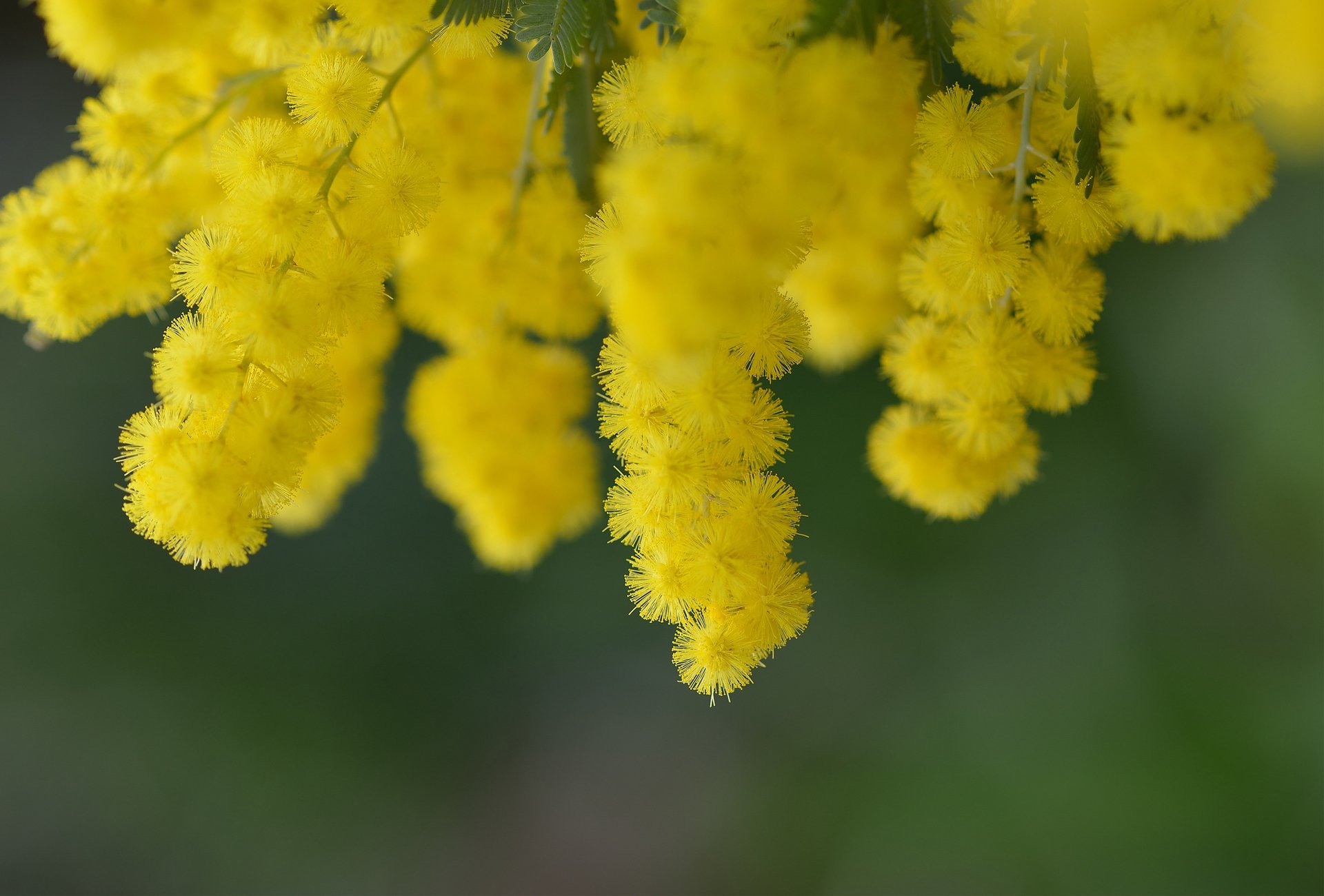 acacia fiori giallo primavera albero natura ramo fioritura