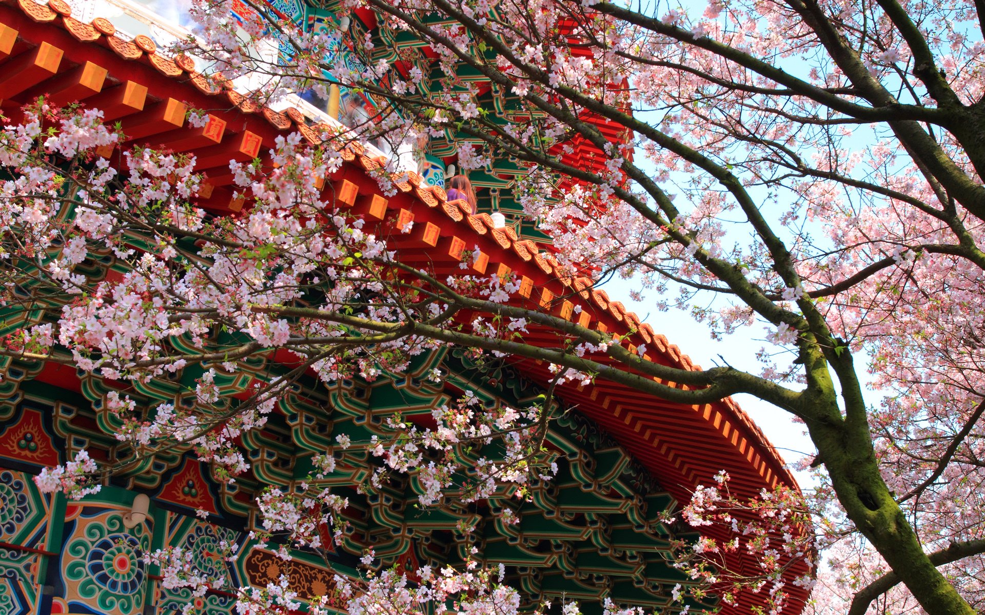 gebäude tempel muster sakura baum blumen frühling