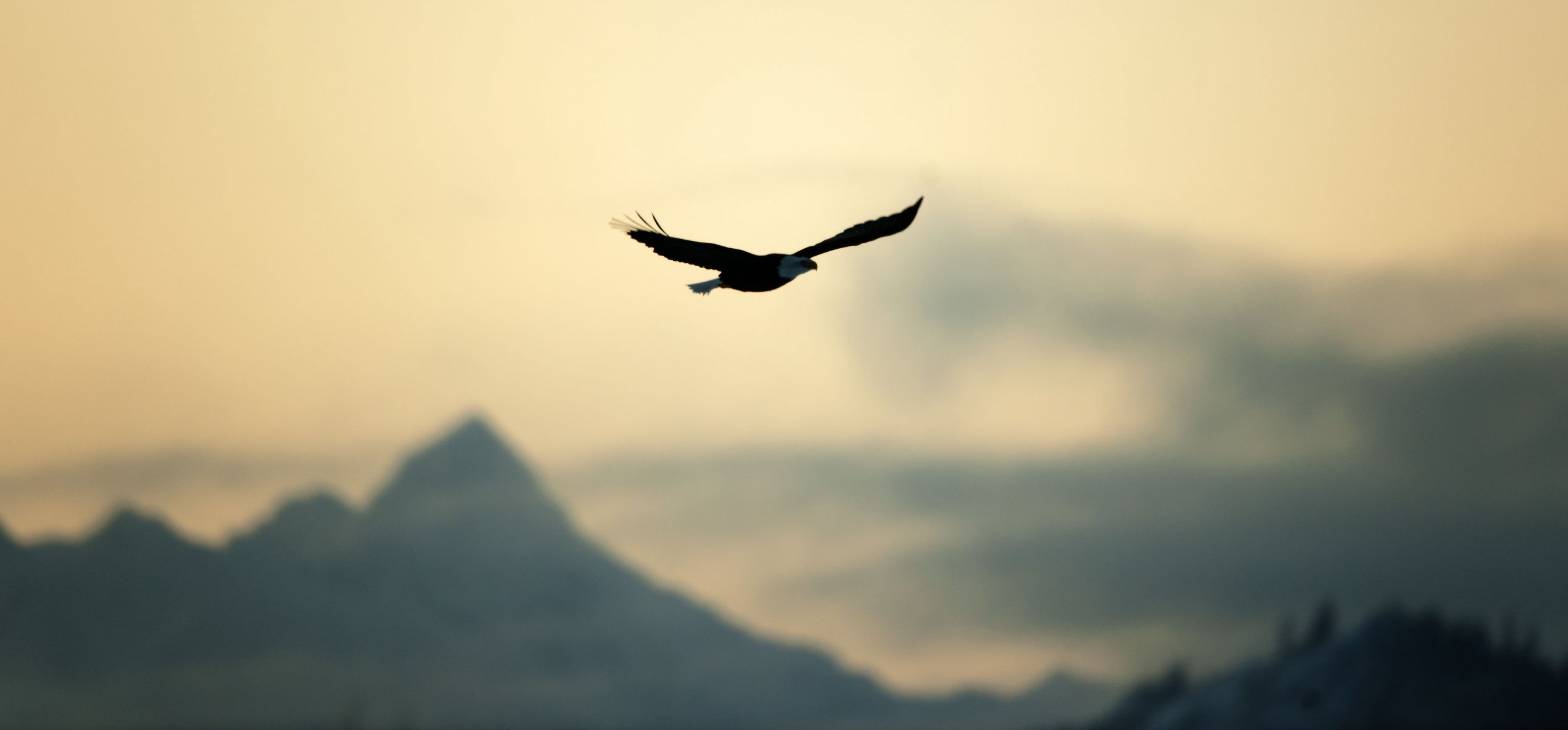 varios pájaro águila vuelo libertad naturaleza cielo desenfoque calma pantalla ancha pantalla completa pantalla ancha fondo de pantalla