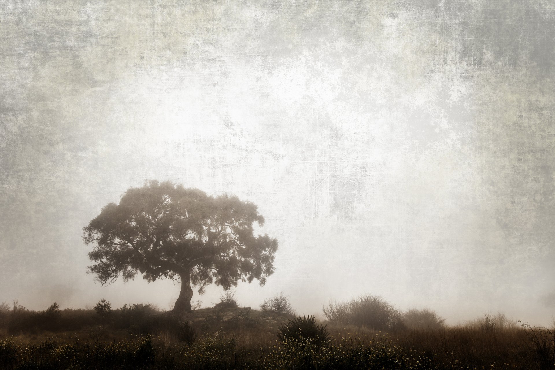 naturaleza árbol arbustos hierba tratamiento