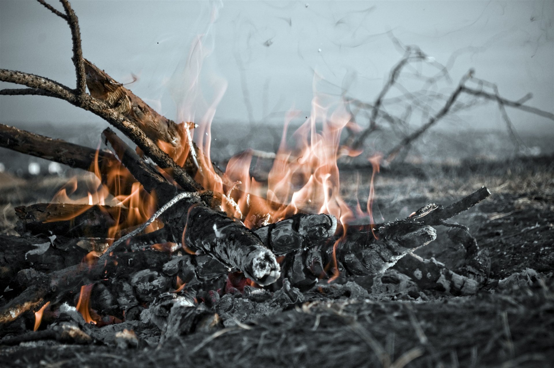 branches arbre charbons fumée cendres feu flamme gros plan