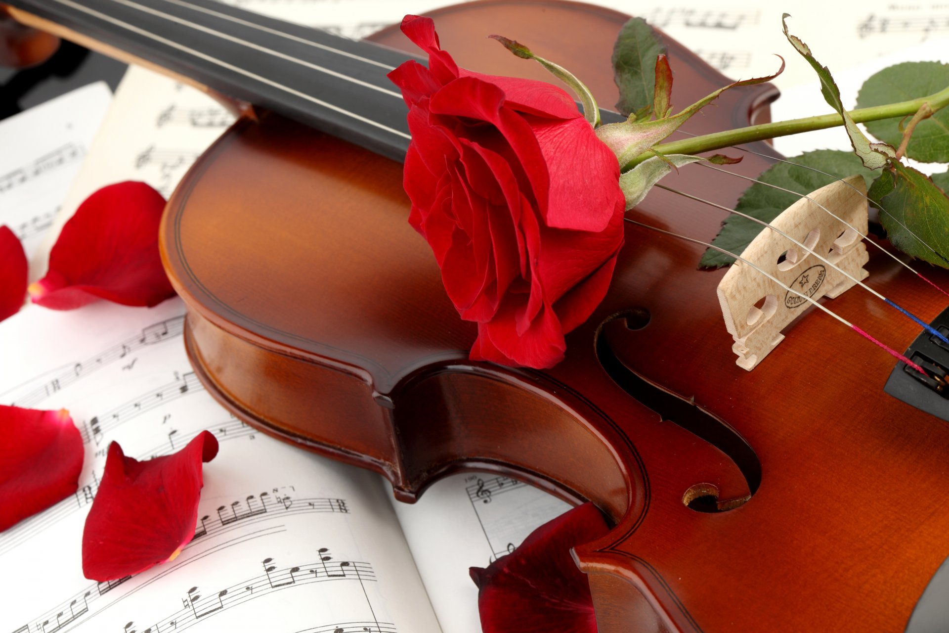 violin rose red petals flower note