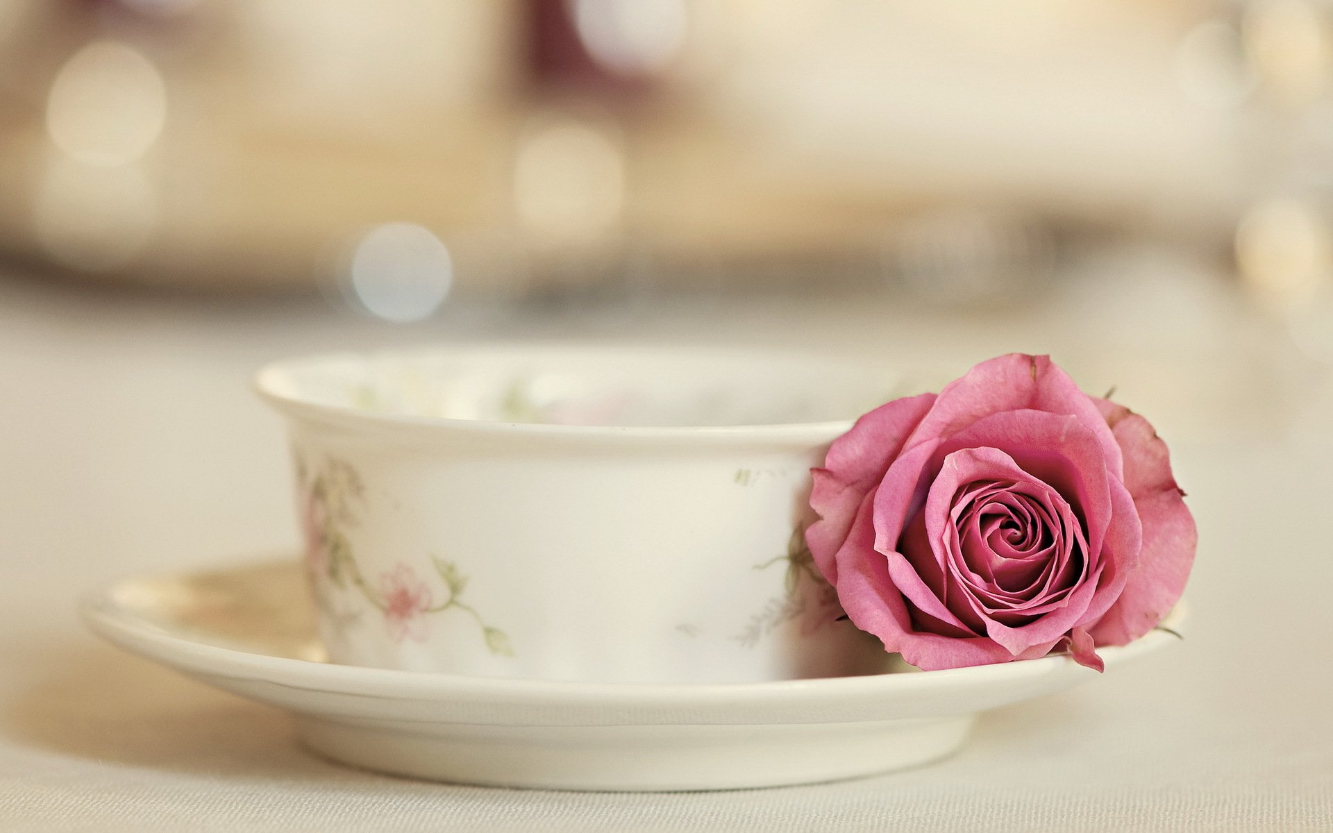 elegance cup rose