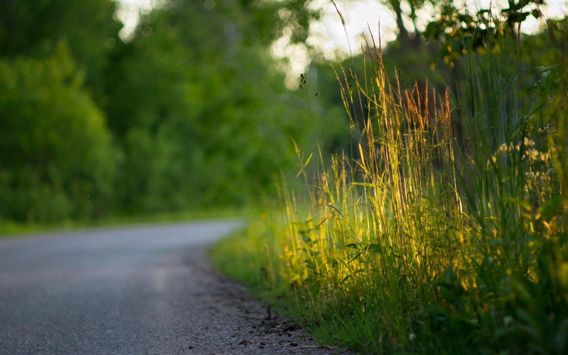 road grass close up