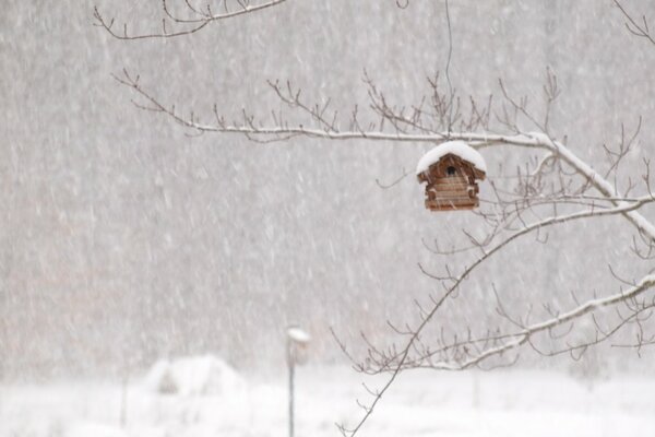 The feeder is hanging on a tree in the snowy winter